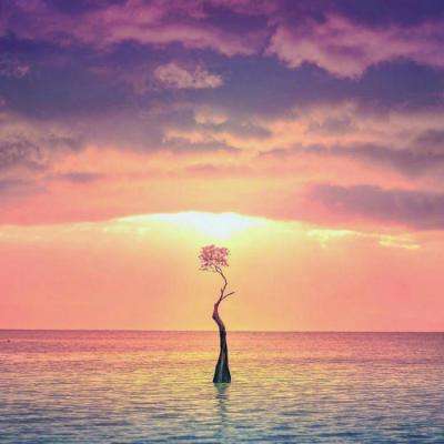 星力正版捕鱼app下载